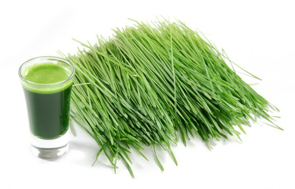 hạt giống mầm lúa mạch Phú Nông gói 100g