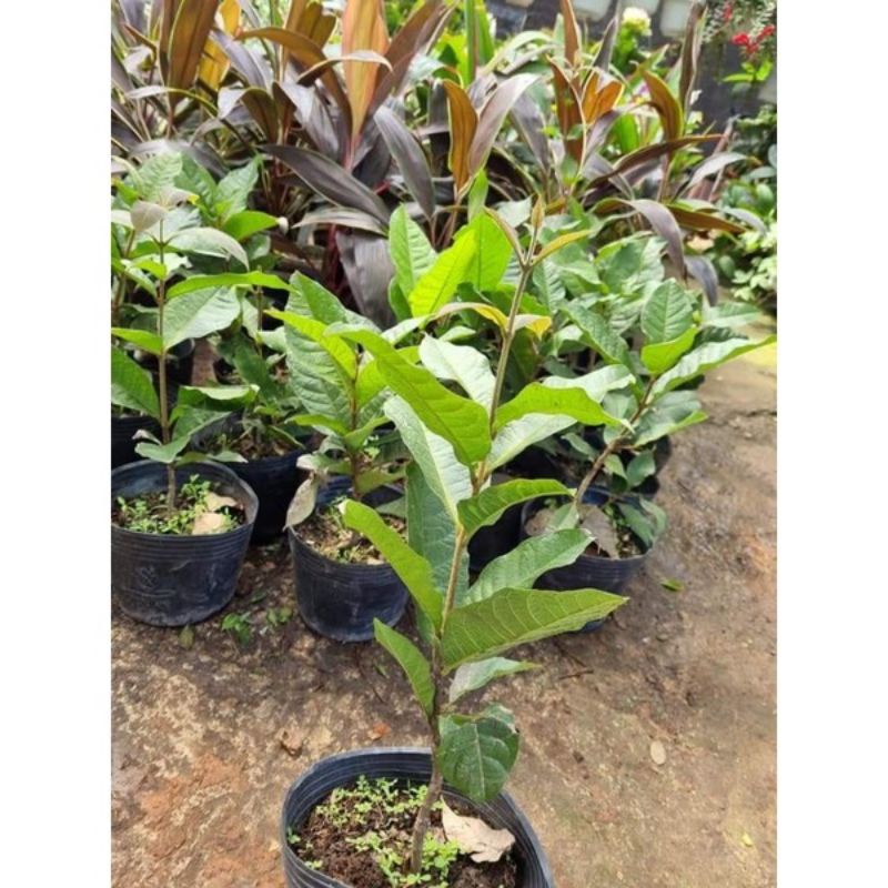CÂY GIỐNG HOA MAI THÁI XANH (tặng kèm phân bón)
