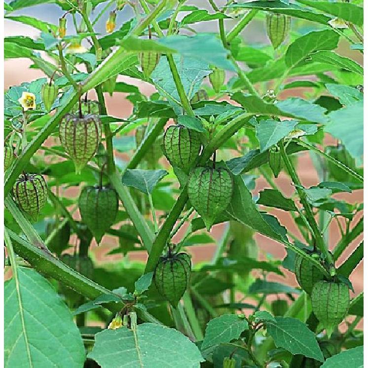 Hạt Giống Cây Tầm Bóp - 1 gói 0.2gram