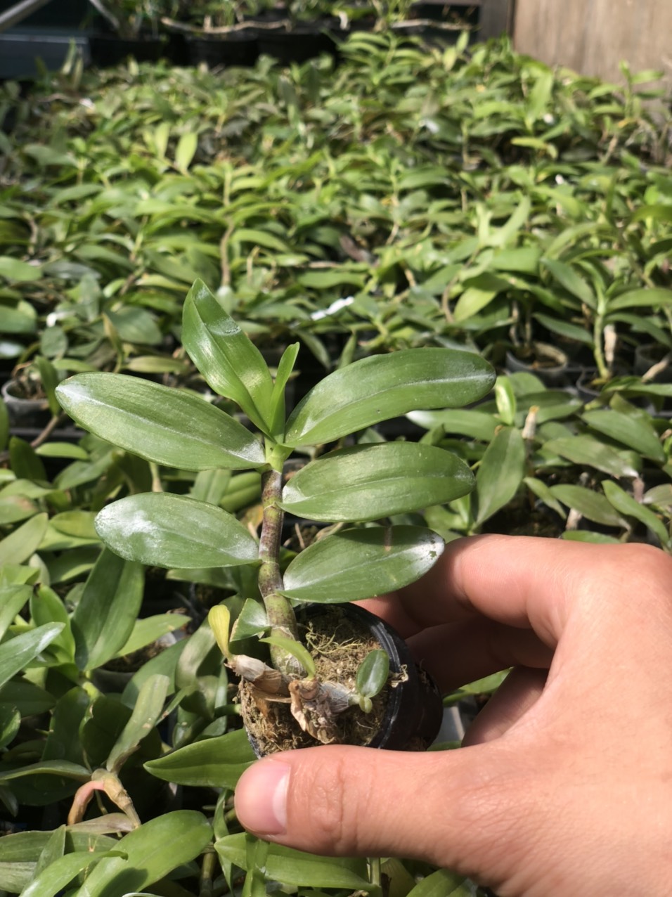 Trầm giống siêu đỏ bộ 3 cốc