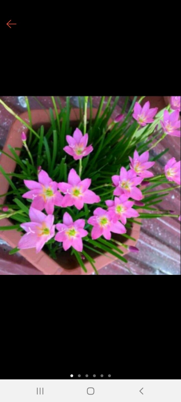 10 củ huệ mưa