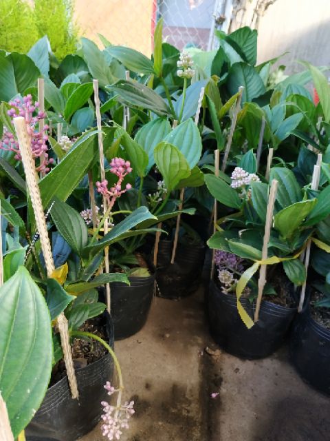 Cây giống Hoa Hòn Ngọc Viễn Đông