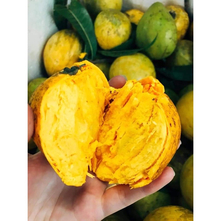 Cây Giống Lêkima (Trứng Gà) chuẩn giống
