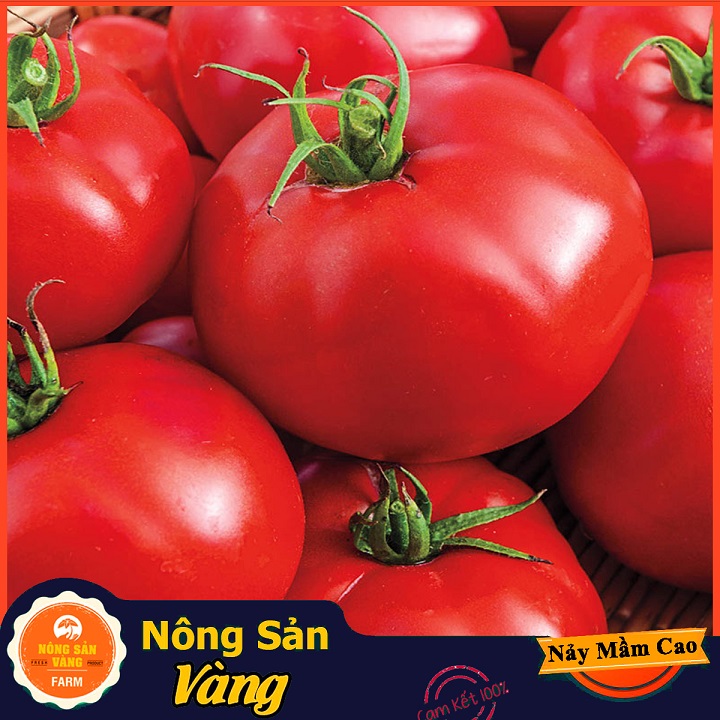 Hạt giống Cà Chua Đỏ Quả To, Quả Cà Chua Màu Đỏ Tươi Đẹp Mắt Kích Thước To Hơn Cà Chua Thông Thường (Gói 50 Hạt) - Nông Sản Vàng