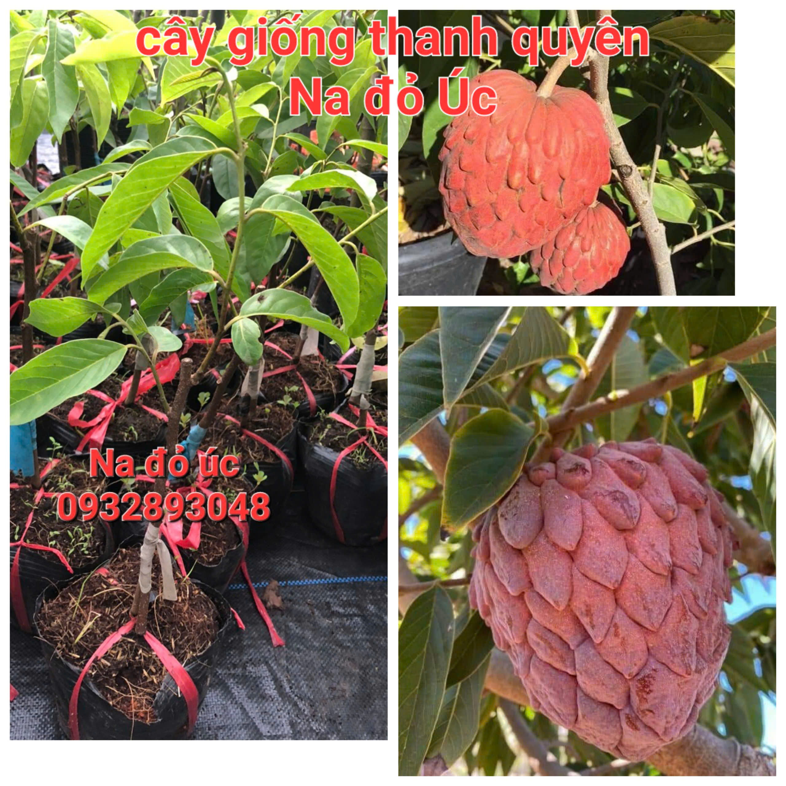 CÂY NA ĐỎ ÚC
