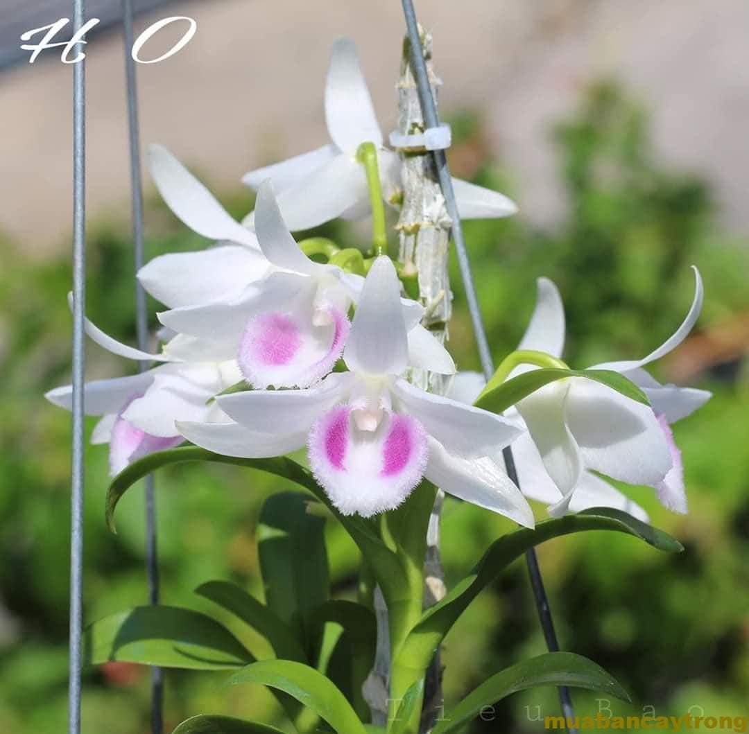 5ct ho gieo hạt