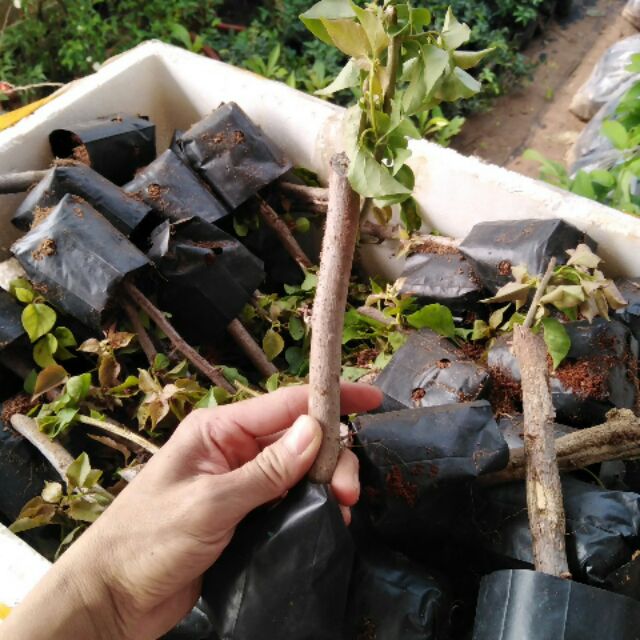 5 Cây hoa giấy giống các màu