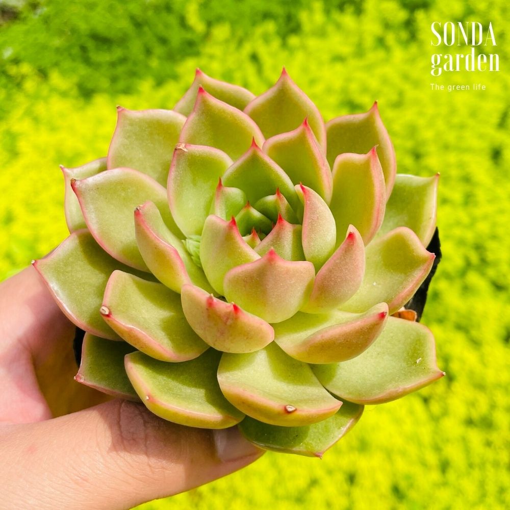 SEN ĐÁ ĐẾ VƯƠNG XÁM SIZE BÉ KHỎE ĐẸP LỖI 1 ĐỔI 1