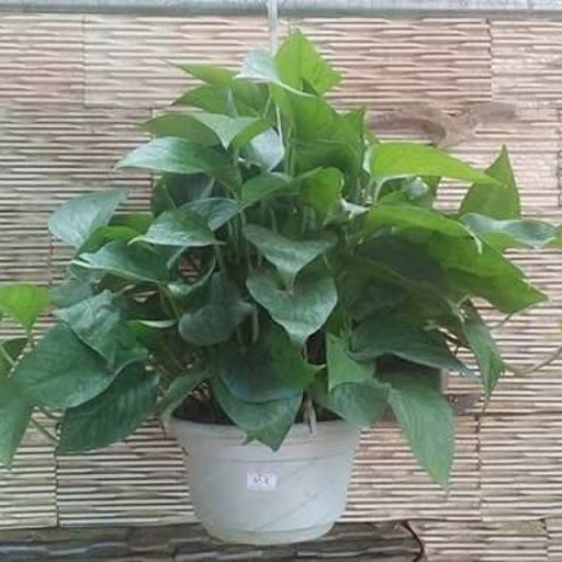 [Cây phong thủy] Trầu bà - CayGiongTot