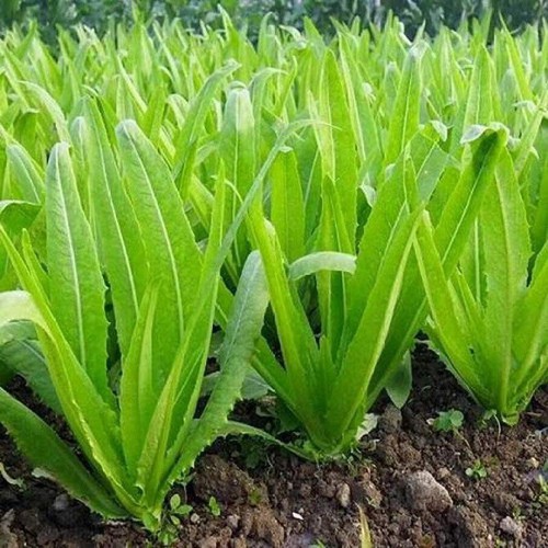 Hạt giống rau cải nhíp - gói 10 gram