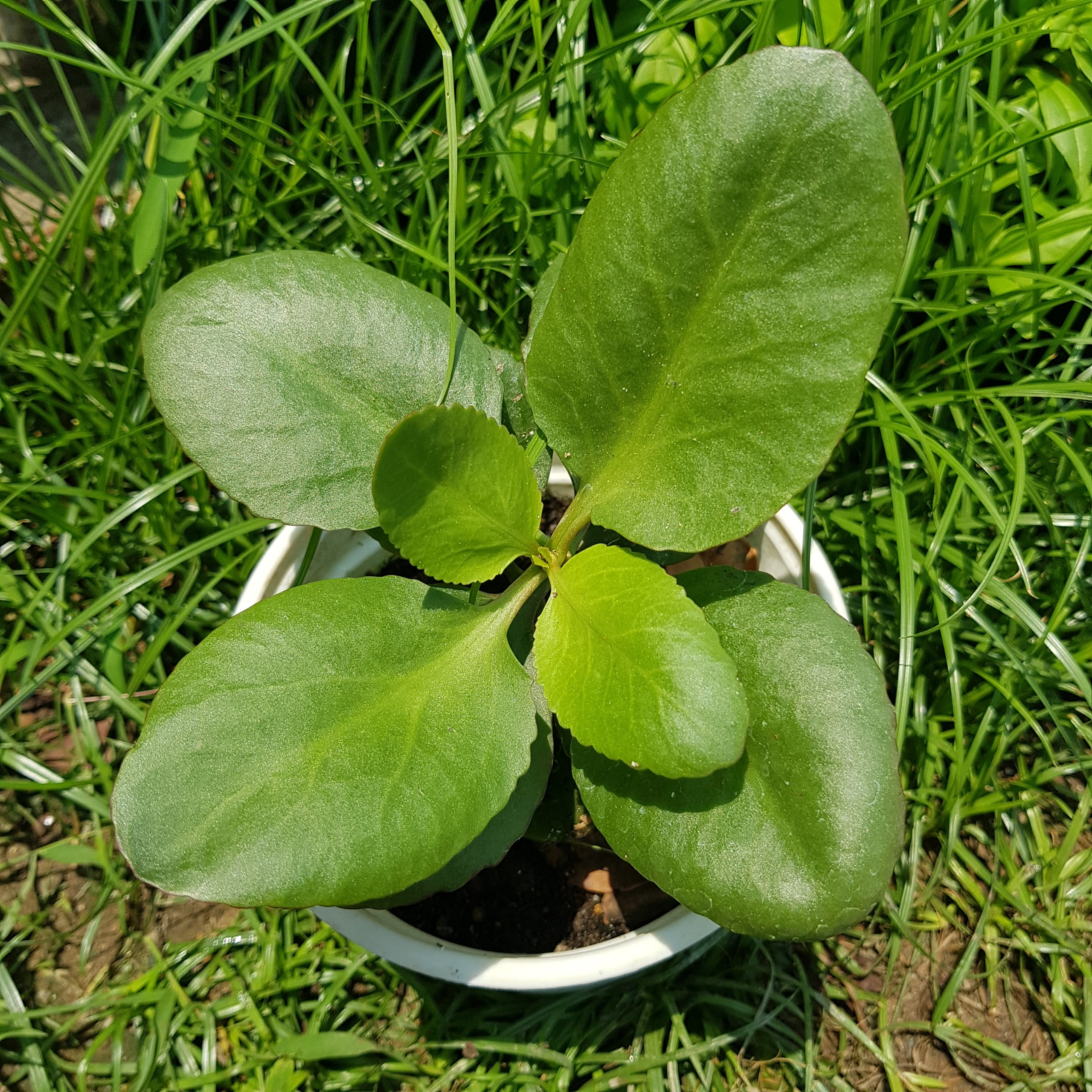 CHẬU CÂY ĐỂ BÀN SỐNG ĐỜI HOA ĐỎ