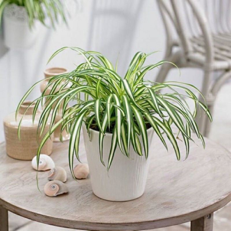 Chậu Cỏ Lan Chi ( Trồng thủy sinh được )- cây bán ảnh cuối