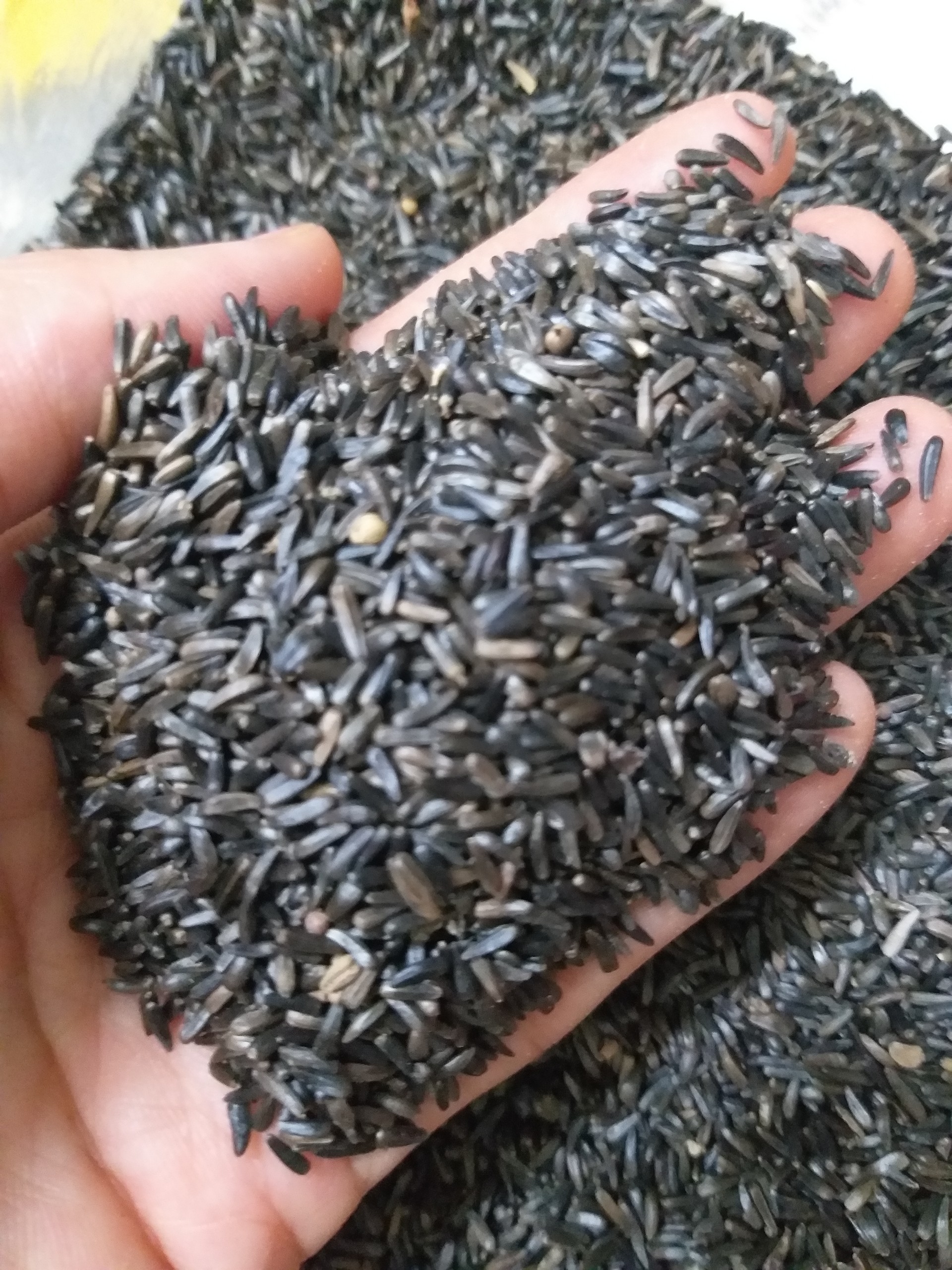 hạt Niger gói 200g