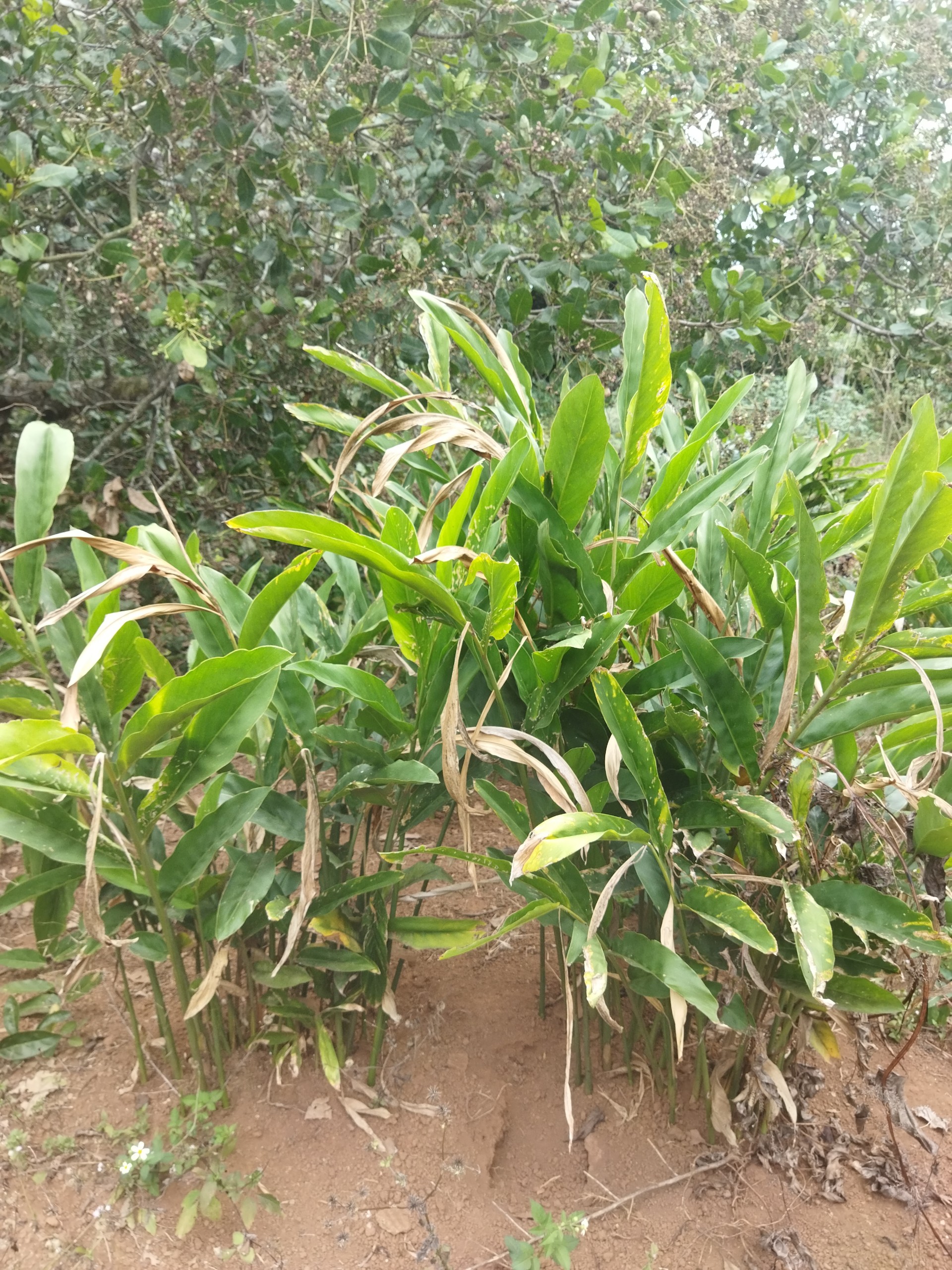 riềng