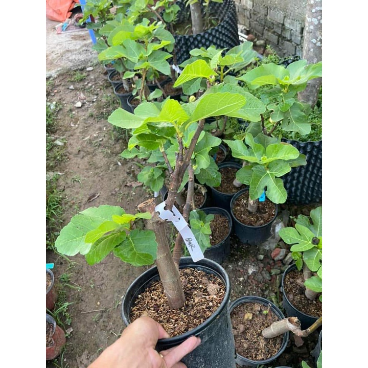 CÂY SUNG MỸ TRÁI VẰN ( CHUẨN GIỐNG)