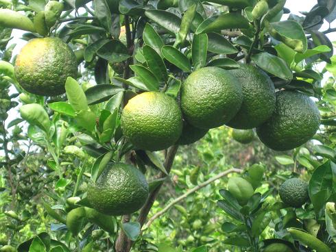 Cây giống Cam Sành. [ Siêu quả, siêu sớm ].