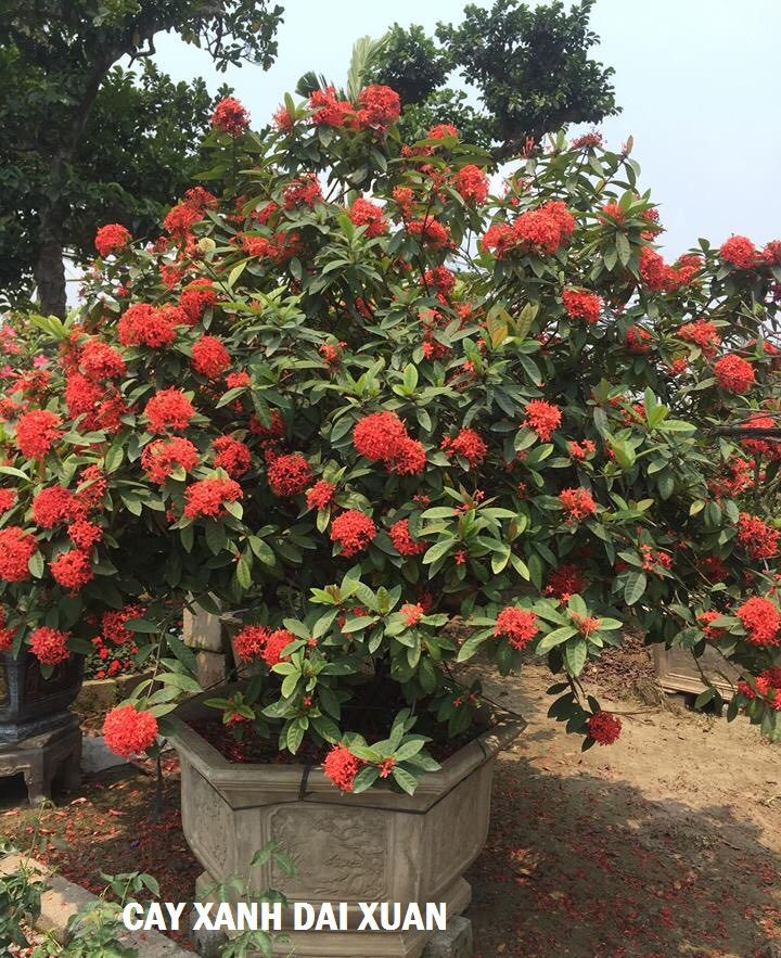 Cây Hoa mẫu đơn mỹ