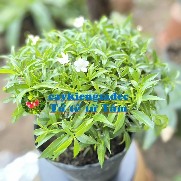 caykiengsadec - Cây Mai vạn phúc+ tang phan bon cho cây mau lớn - hoa kiểng lá - trang trí nội thất cảnh quan sân vườn ngoài trời