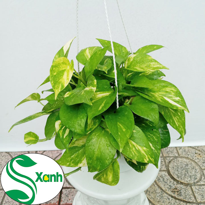 Chậu treo trầu bà lá sọc