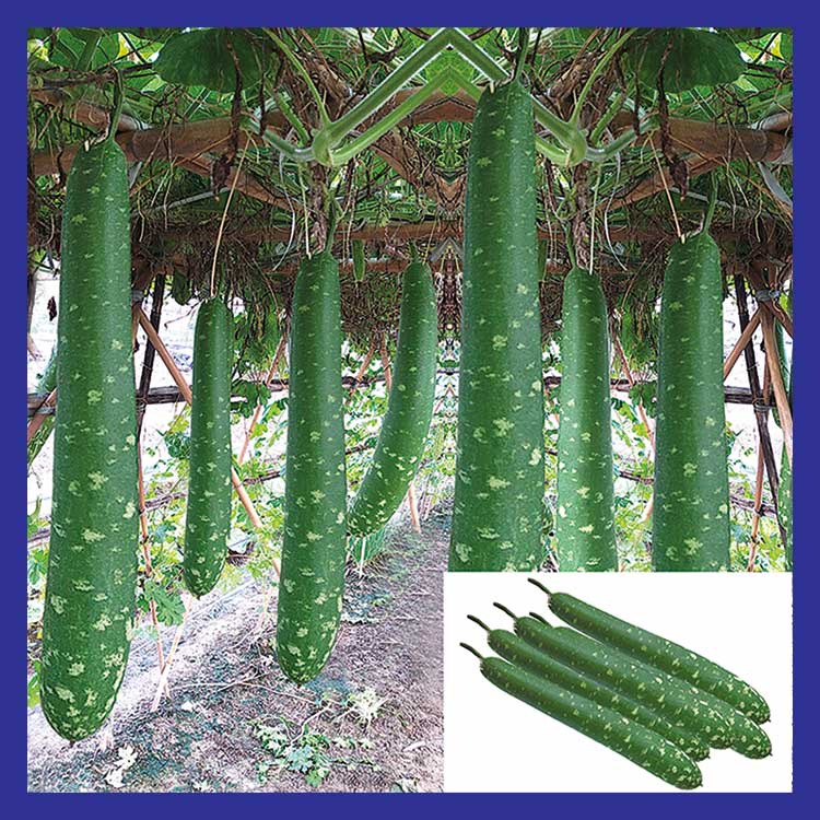 Gói 10 hạt giống bầu sao dài