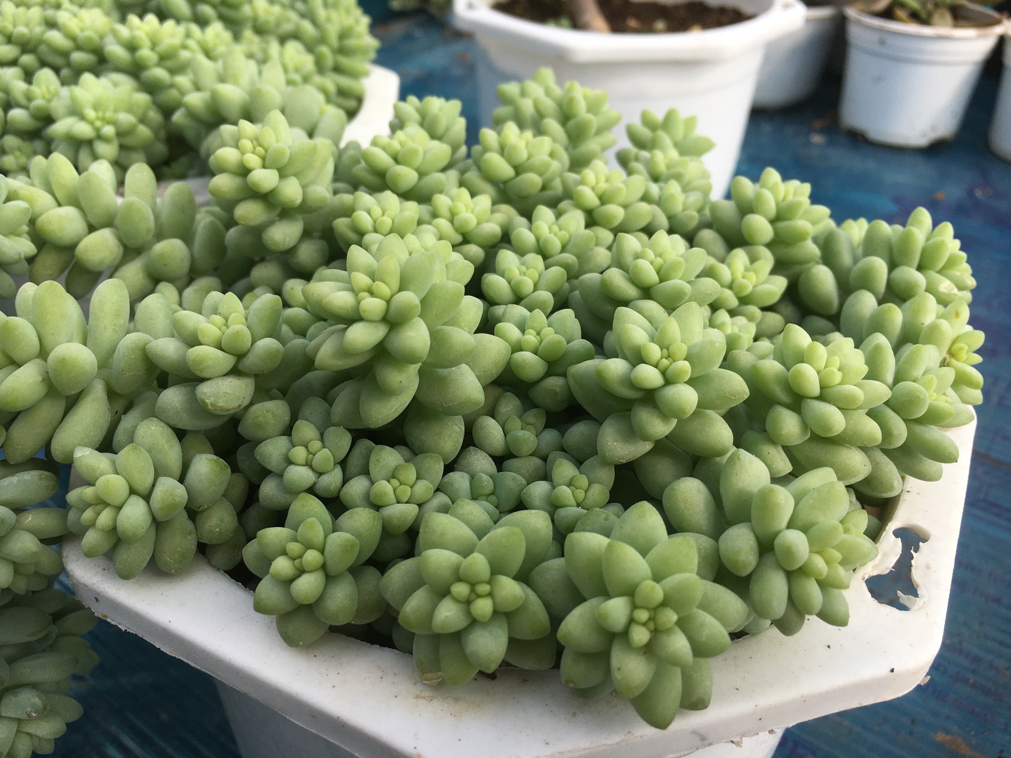 Chuổi ngọc lớn