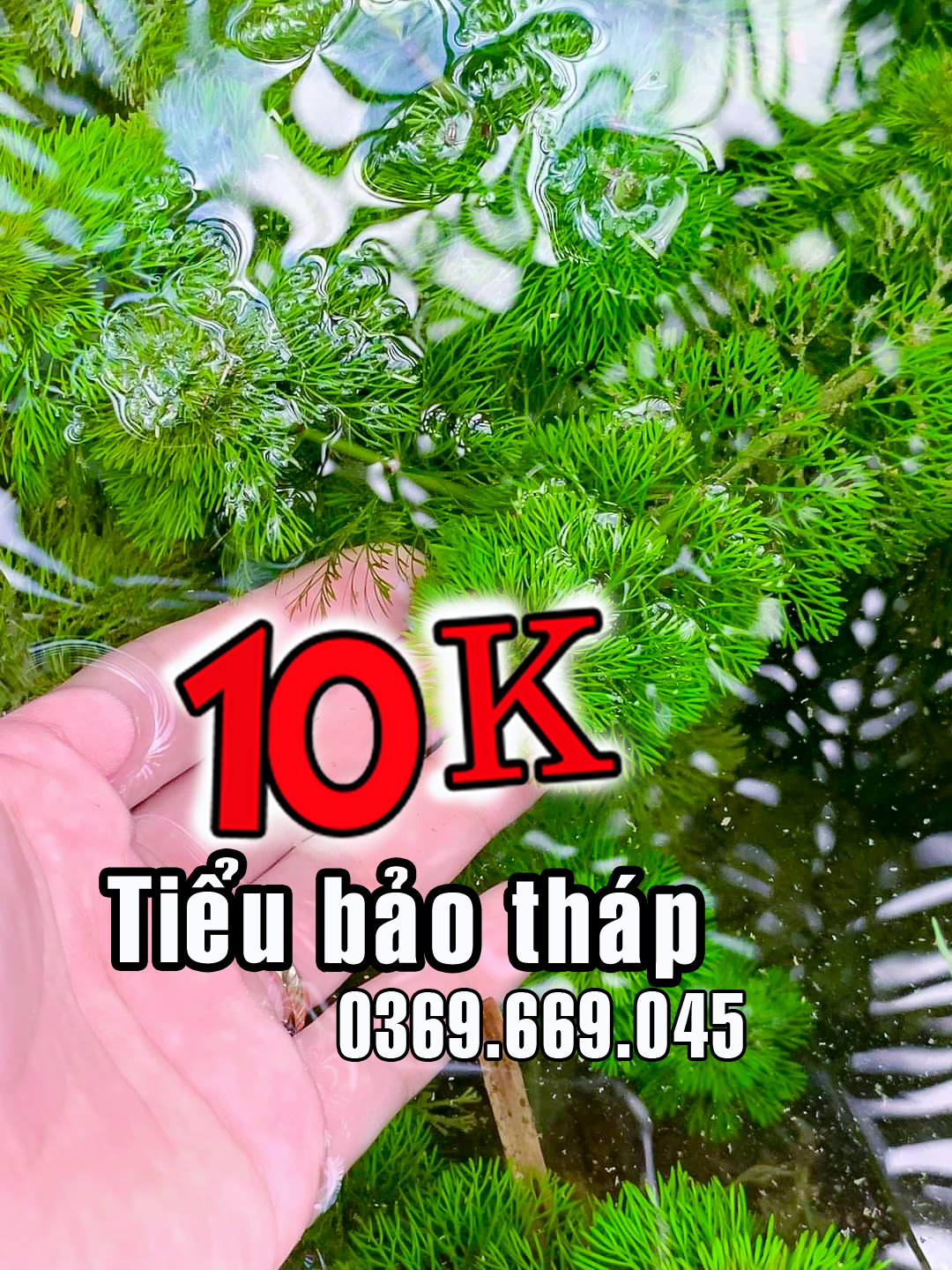 Tiểu Bảo Tháp cây thủy sinh lọc nước cho cá cảnh