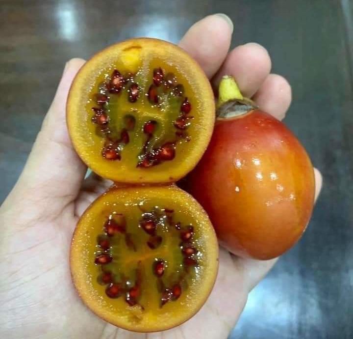 10h Hạt Giống Cà Chua Thân Gỗ Tamarillo Đỏ