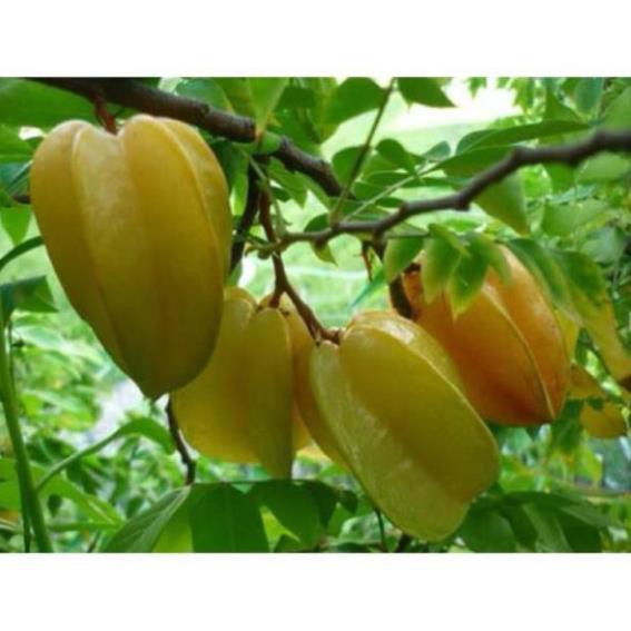 Cây khế ngọt mau cho trái