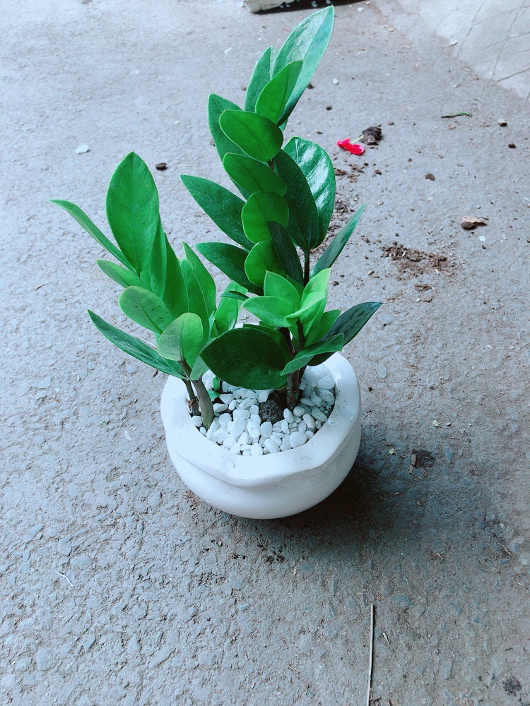 [HCM]Chậu Kim Tiền Thái