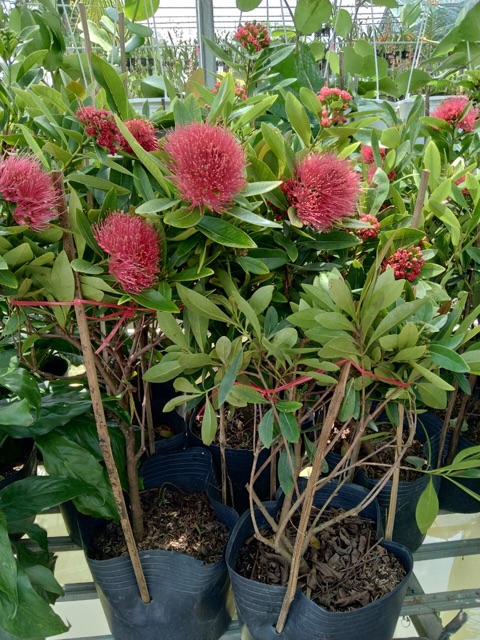 Mai thái đỏ siêu hoa