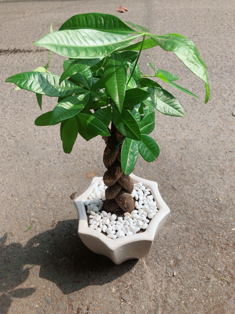 Chậu Cây Kim Ngân Thắt Bính