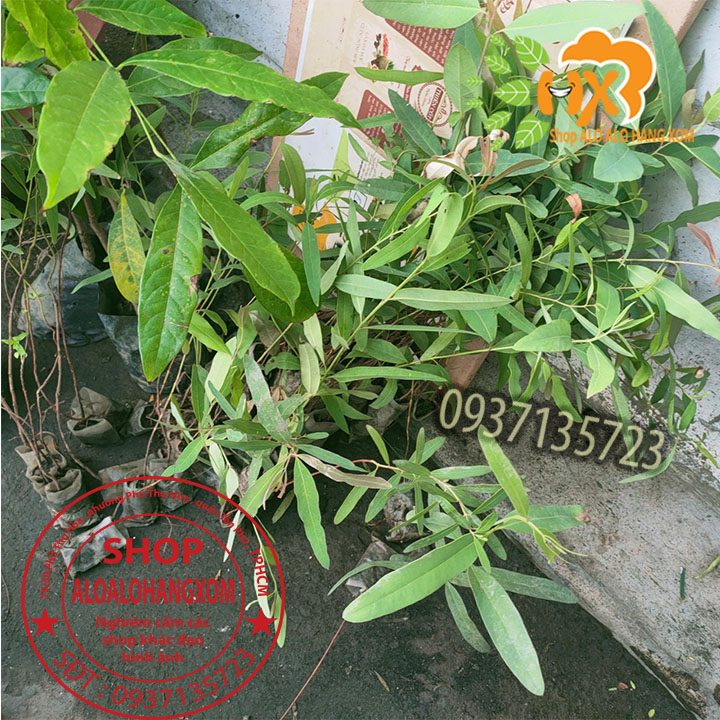 combo 50 cây bạch đàn cao sản cây giống