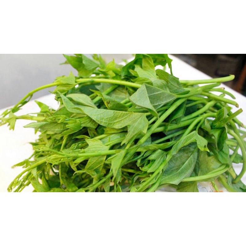 Dây khoai lang siêu ngọn (10 dây, mỗi dây dài 40cm) #daykhoailangsieungon