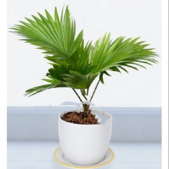 CÂY CỌ CẢNH SIÊU ĐẸP