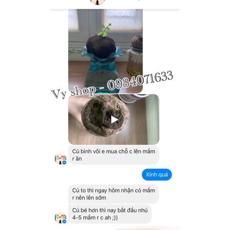[Mã SRJULY1619 giảm 15K đơn 50K] Củ bình vôi làm cảnh