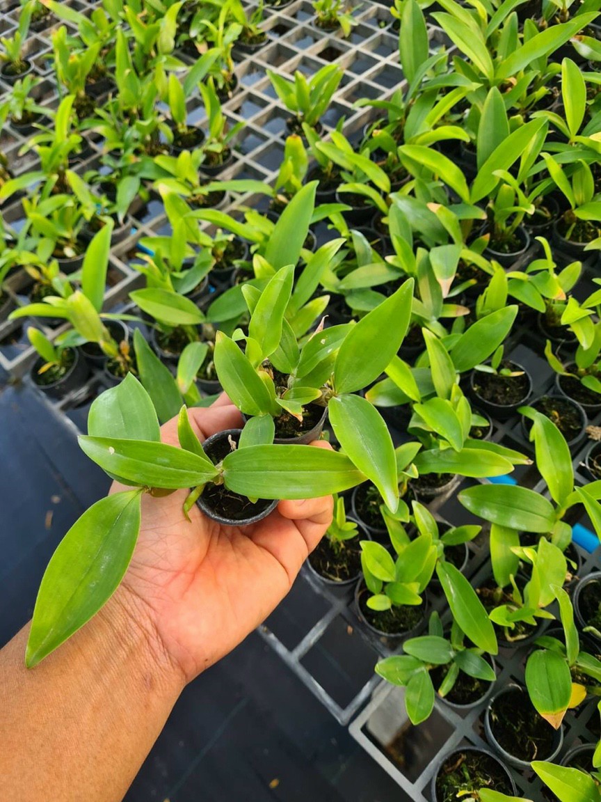 HOA LAN KIỀU