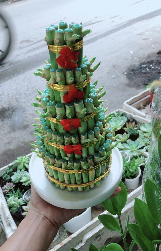 Chậu Trúc Phát Tài Size Lớn