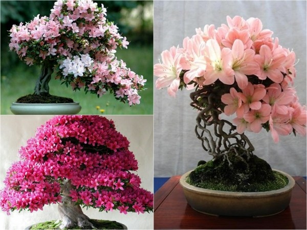 Hoa đỗ quyên nhật tặng 2 cây chè xanh