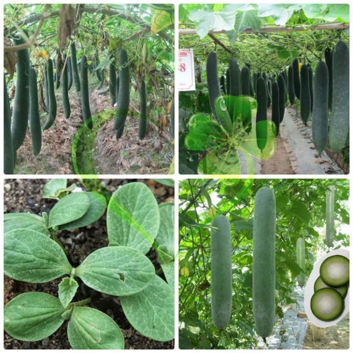 Hạt giống bí đao chanh, bí sặt - gói 1 gram