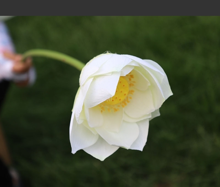 Hoa giả- Hoa sen bông cỡ lớn 20cm trang trí
