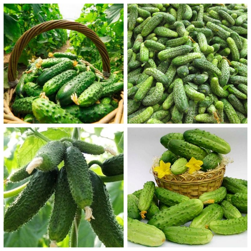 "Gói 10 Hạt " Hạt giống dưa chuột bao tử