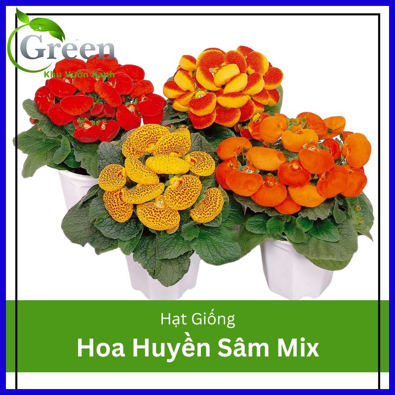 Hạt giống hoa huyền sâm mix