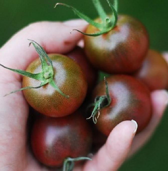 Hạt Giống Cà Chua Socola bi Siêu Trái-gói 20 hạt
