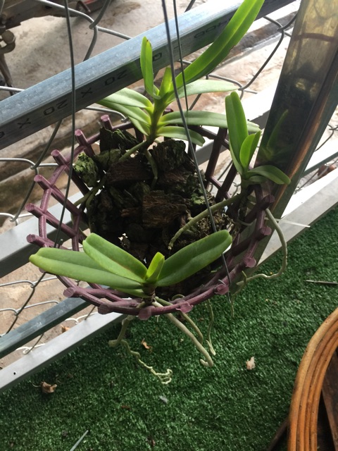 Chậu lan hoàng nhạn như hình