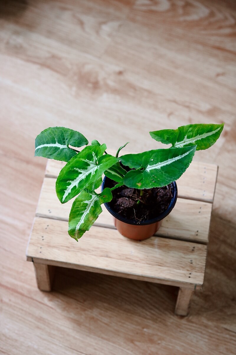 Chậu cây Syngonium wendlandii