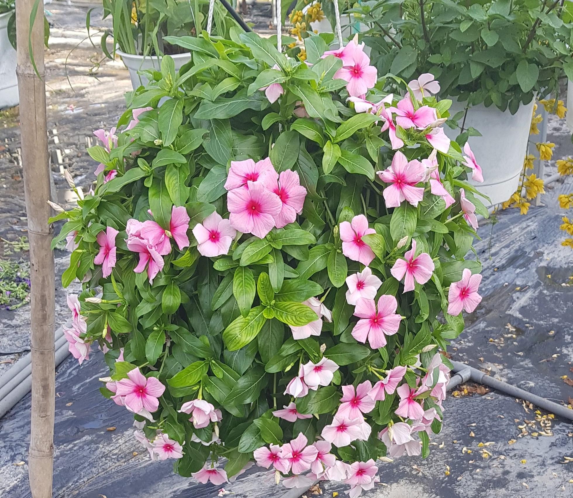 Dừa Cạn Siêu Hoa, Hàng Chịu Nắng Cao - Chậu Cây Cảnh