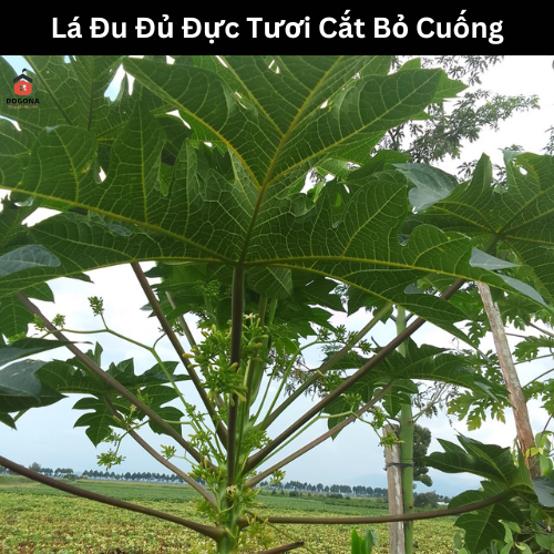 Lá Cây Đu Đủ Đực Tươi 500 gam.
