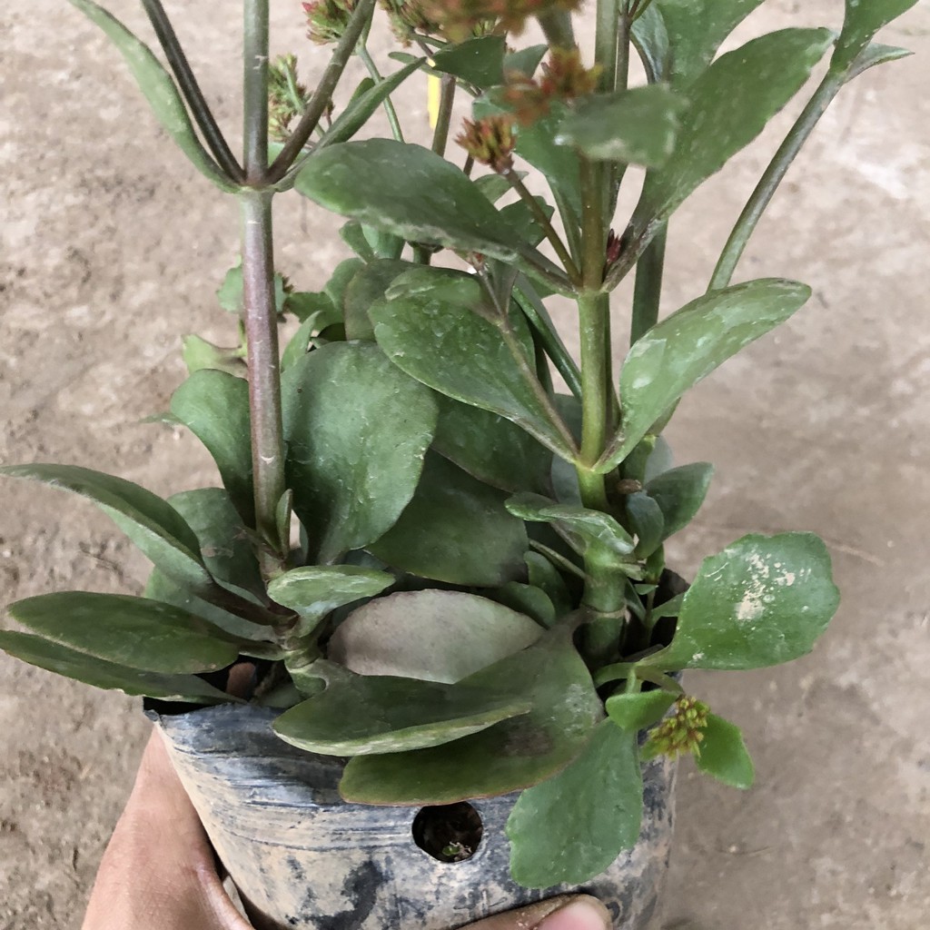 Cây hoa sống đời, chiều cao 20-25cm