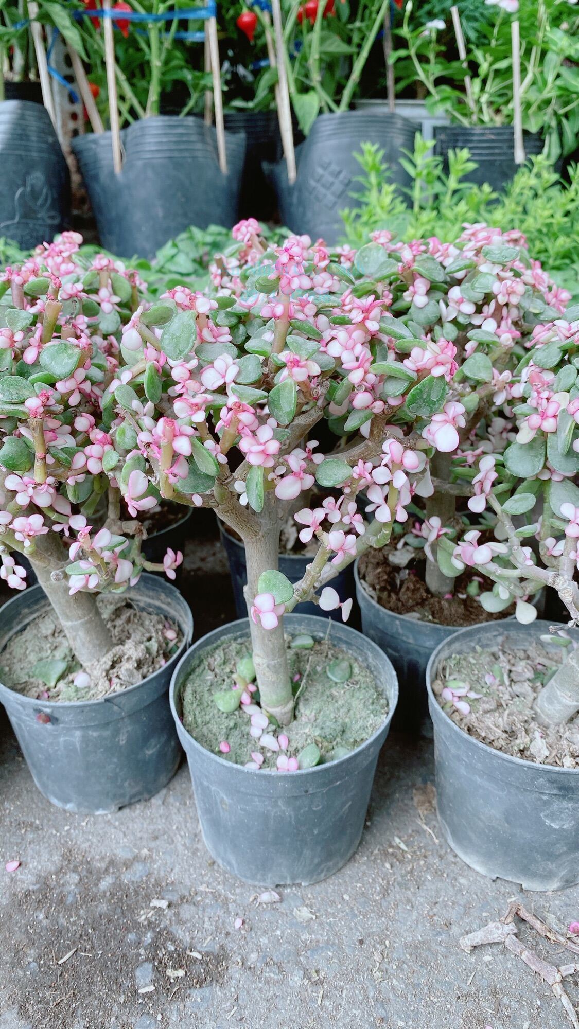 Cành vàng lá ngọc