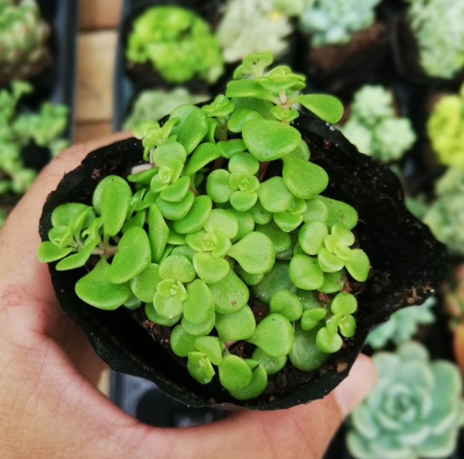 SEN ĐÁ SEDUM VẢY CÁ - ĐÀ LẠT - HƯ 1 ĐỔI 1